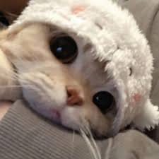 ปุ๊กลุก ฝนทิพย์ avatar